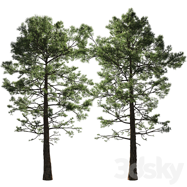 Pine | Pinus # 002 (16.5m) 3ds Max - thumbnail 3