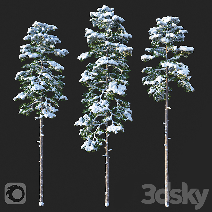 Pine. Set 02. Snow version 3DS Max Model - thumbnail 1