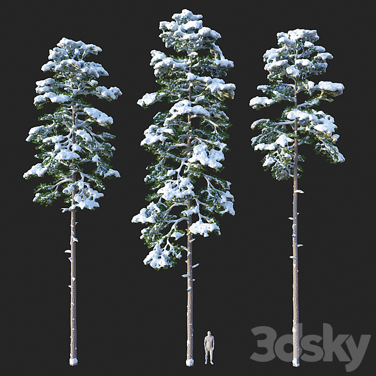 Pine. Set 02. Snow version 3DS Max Model - thumbnail 2