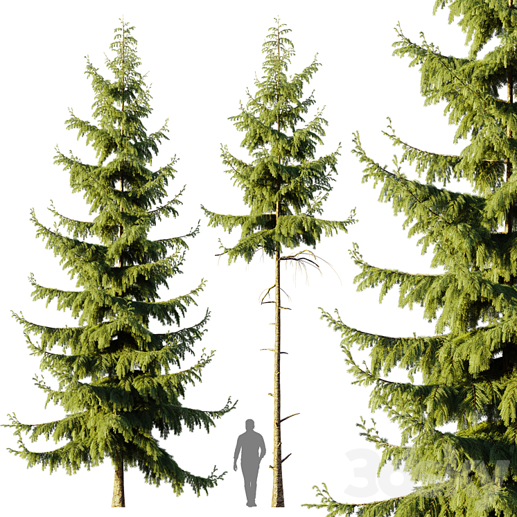 Pine Spruce 3DS Max - thumbnail 1