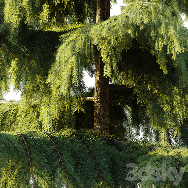 Pine Spruce 3DS Max - thumbnail 2