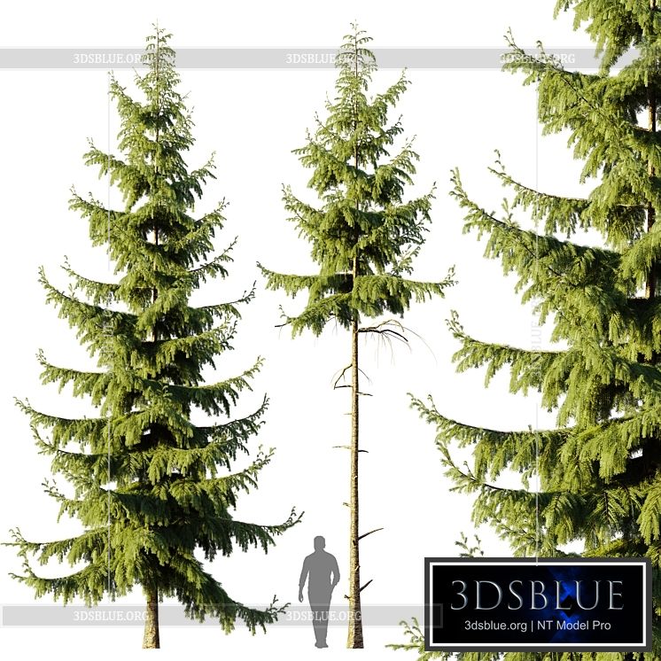 Pine Spruce 3DS Max - thumbnail 3