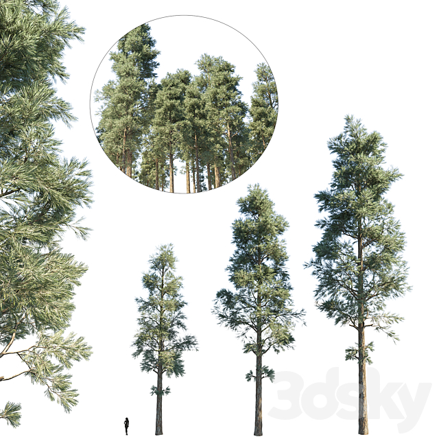 Pine thee set 1 3ds Max - thumbnail 1