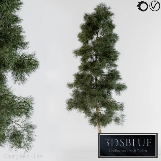 Pine tree 3DS Max - thumbnail 3