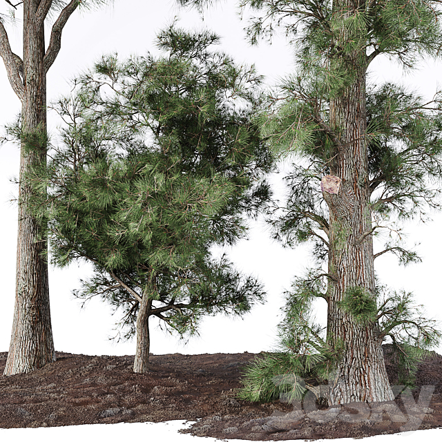 Pine tree 3ds Max - thumbnail 2