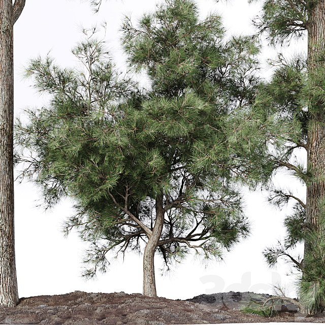 Pine tree 3ds Max - thumbnail 3