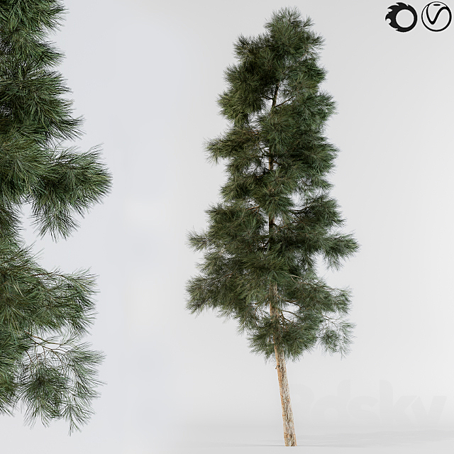 Pine tree 3DSMax File - thumbnail 1