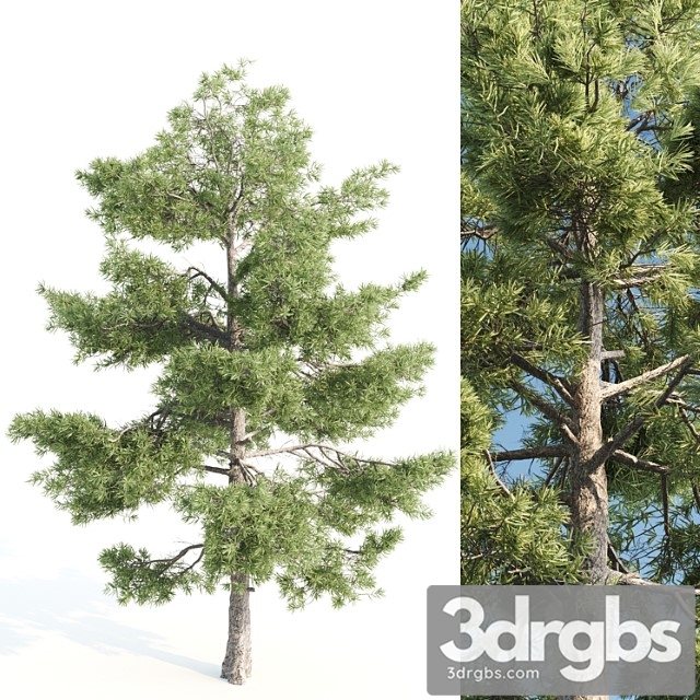 Pine tree - thumbnail 1