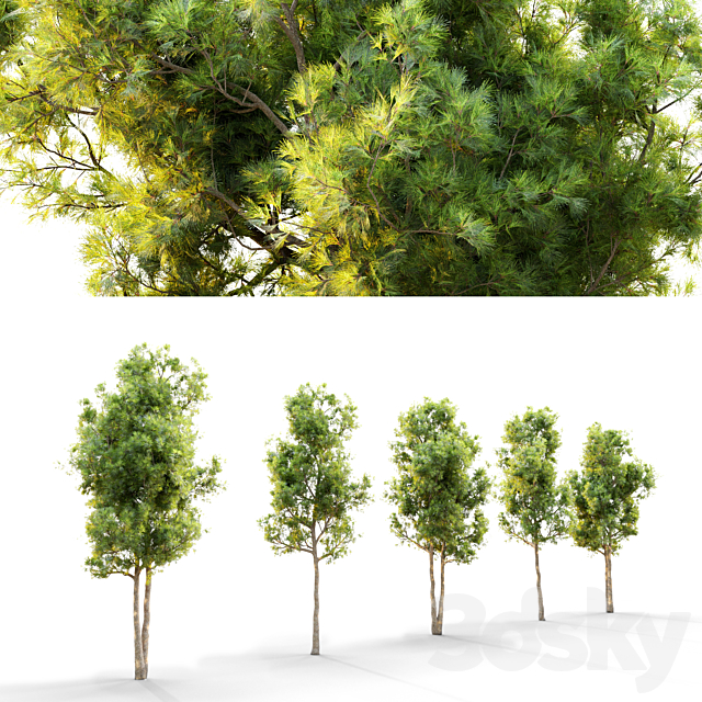 Pine tree_10 3DS Max Model - thumbnail 2