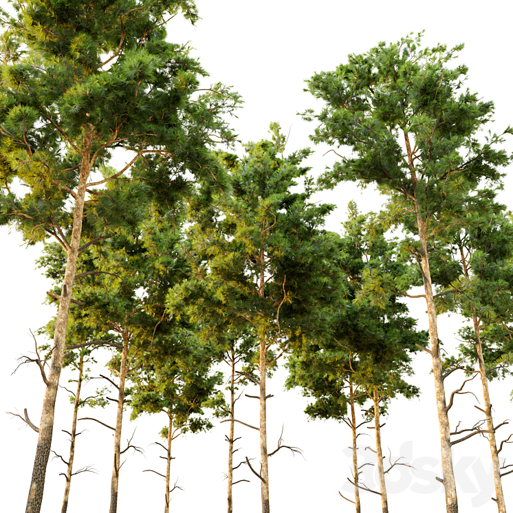 Pine tree_9 3DS Max - thumbnail 2