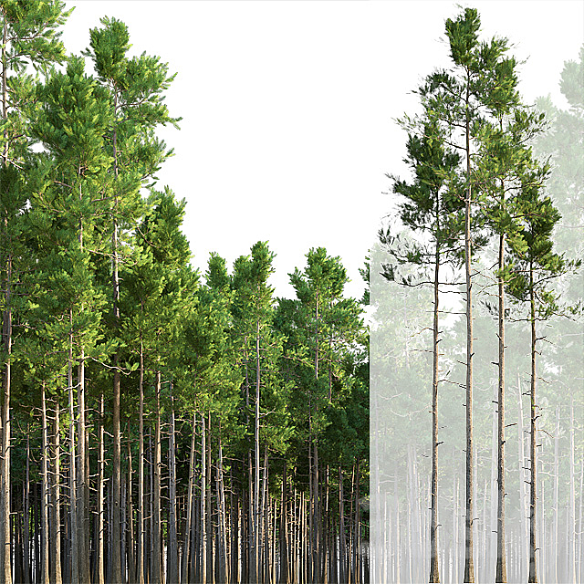 Pine trees 3DSMax File - thumbnail 1