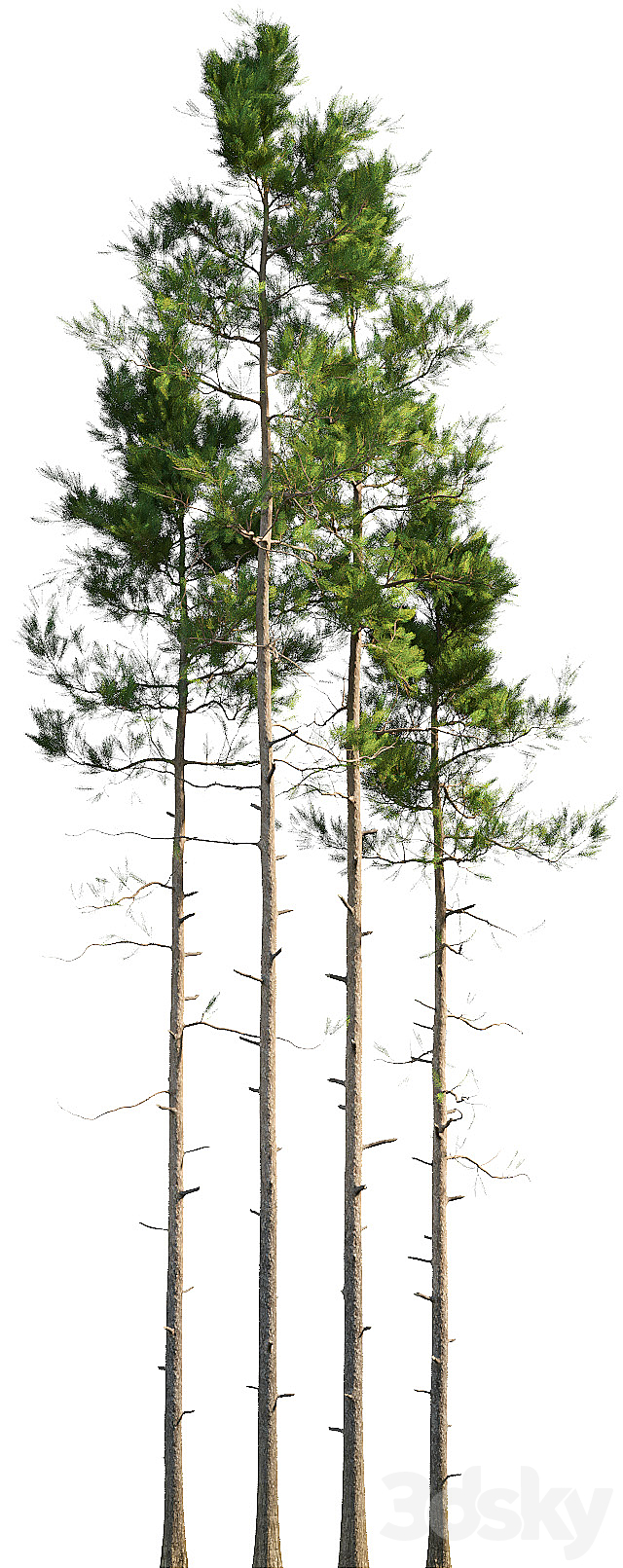 Pine trees 3DSMax File - thumbnail 2