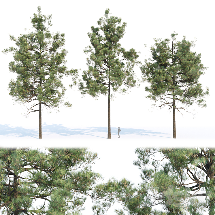 pine trees collection vol 11 3DS Max Model - thumbnail 1