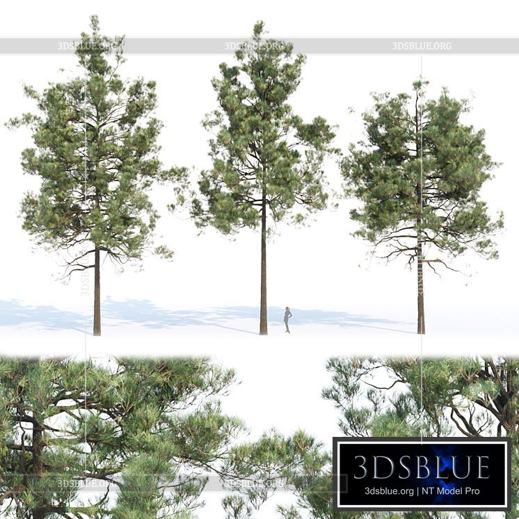 pine trees collection vol 11 3DS Max - thumbnail 3