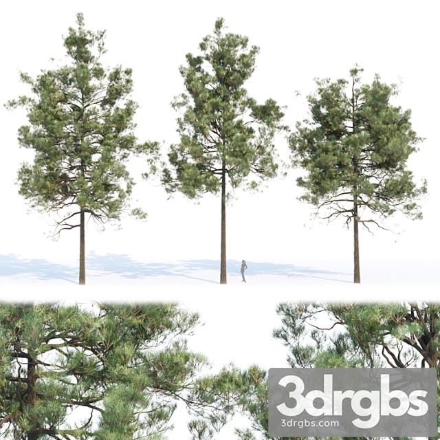 Pine Trees Collection Vol 11 3dsmax Download - thumbnail 1