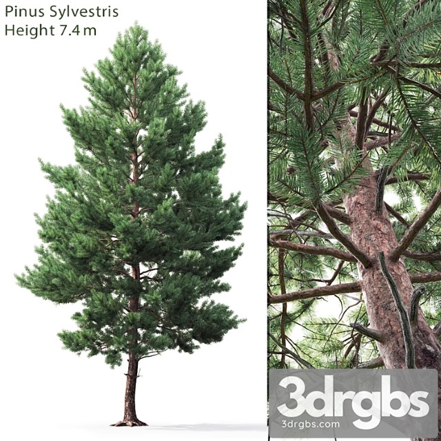 Pine_1_2 - thumbnail 1