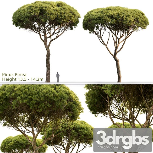 Pine_222_3 - thumbnail 1