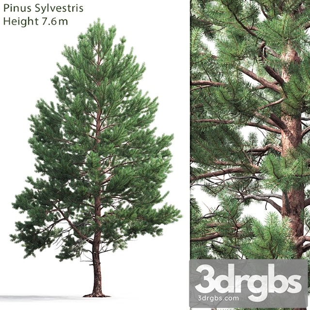 Pine_2_2 - thumbnail 1