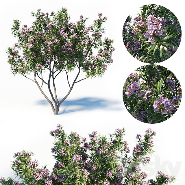 Pink Dawn Tree (Chitalpa Tashkentensis) 3DSMax File - thumbnail 1