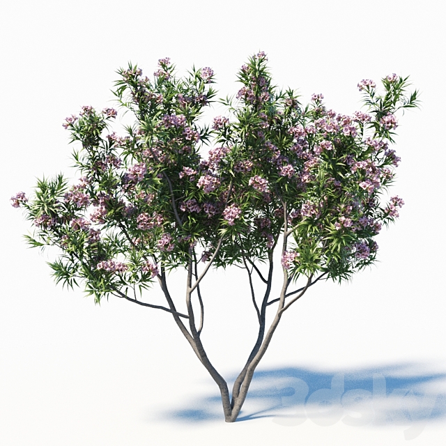 Pink Dawn Tree (Chitalpa Tashkentensis) 3DSMax File - thumbnail 2