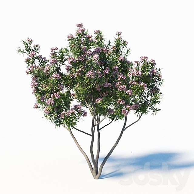 Pink Dawn Tree (Chitalpa Tashkentensis) 3DSMax File - thumbnail 3