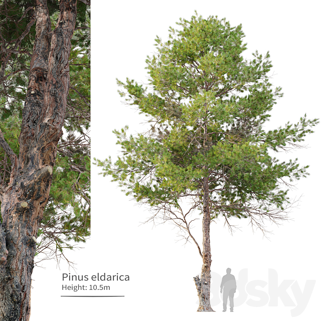 pinus eldarica 3ds Max - thumbnail 1