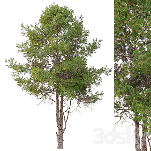 pinus eldarica 3ds Max - thumbnail 2