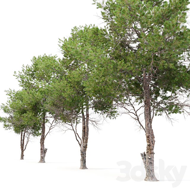 pinus eldarica 3ds Max - thumbnail 3