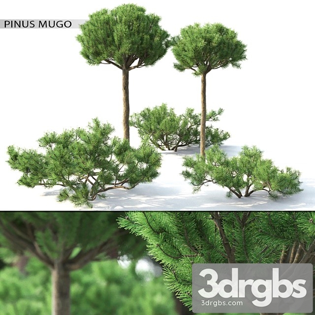 Pinus Mugo 3 3dsmax Download - thumbnail 1
