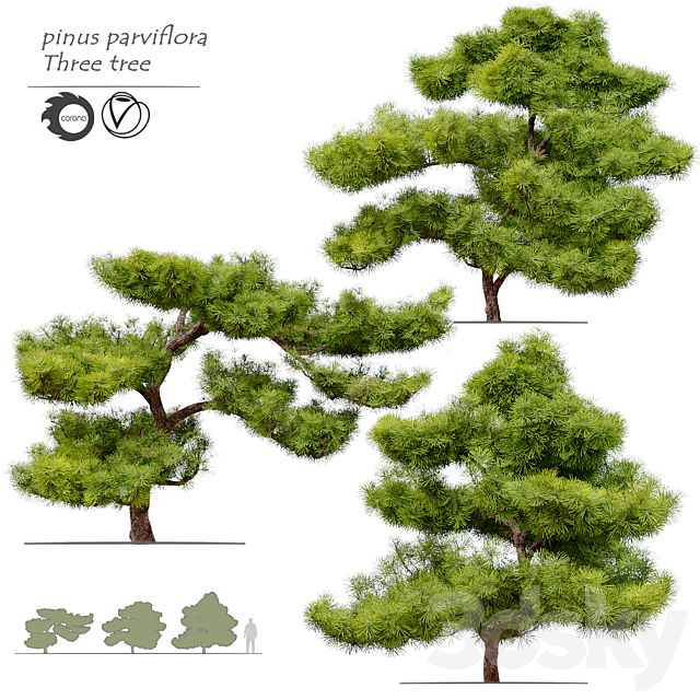 pinus parviflora 3DSMax File - thumbnail 1