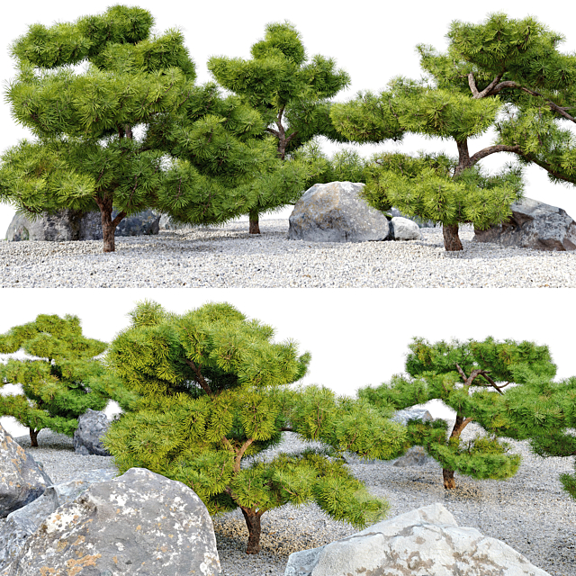 pinus parviflora 3DSMax File - thumbnail 2