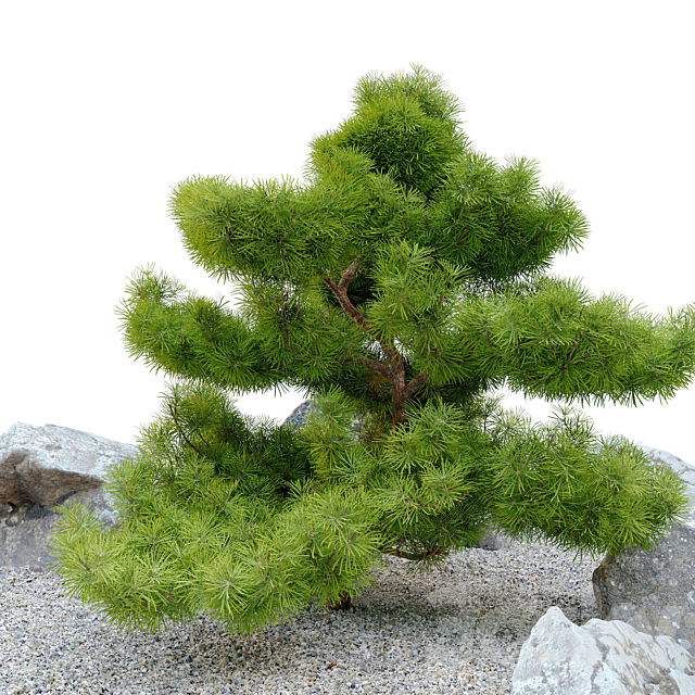 pinus parviflora 3DSMax File - thumbnail 3