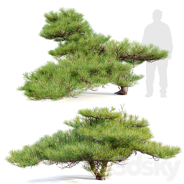 Pinus Pentaphylla 02 3ds Max - thumbnail 1