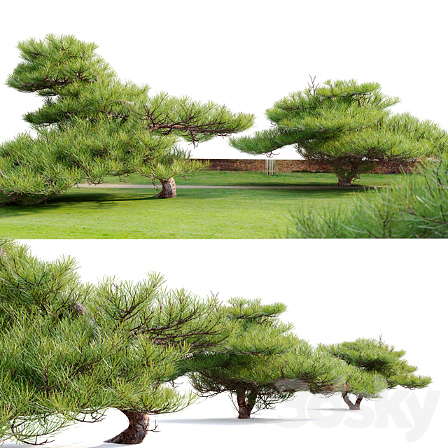 Pinus Pentaphylla 02 3ds Max - thumbnail 2