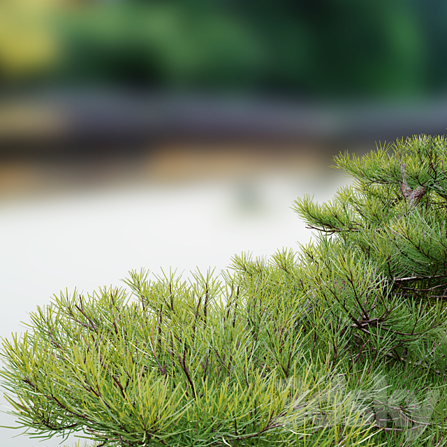 Pinus Pentaphylla 02 3ds Max - thumbnail 3