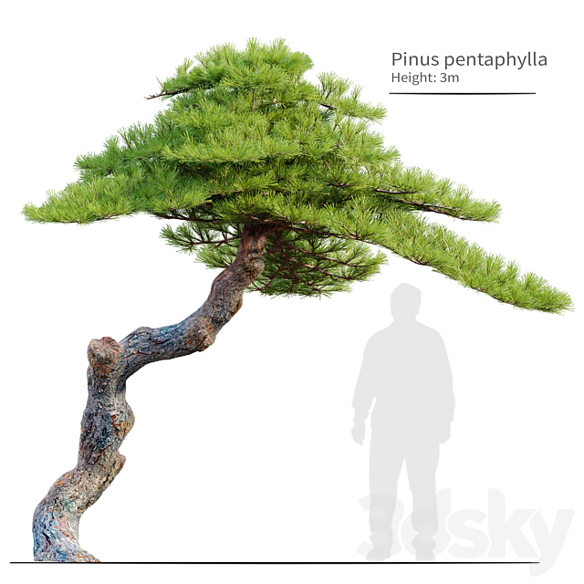 Pinus pentaphylla 3DSMax File - thumbnail 1