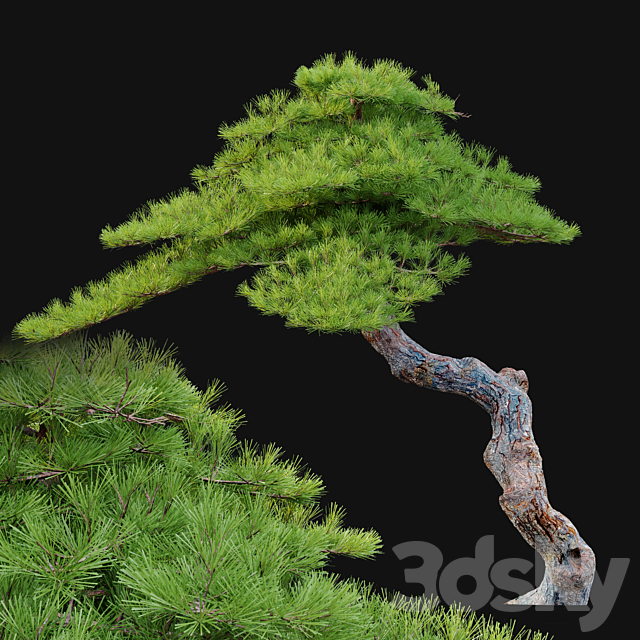 Pinus pentaphylla 3DSMax File - thumbnail 2