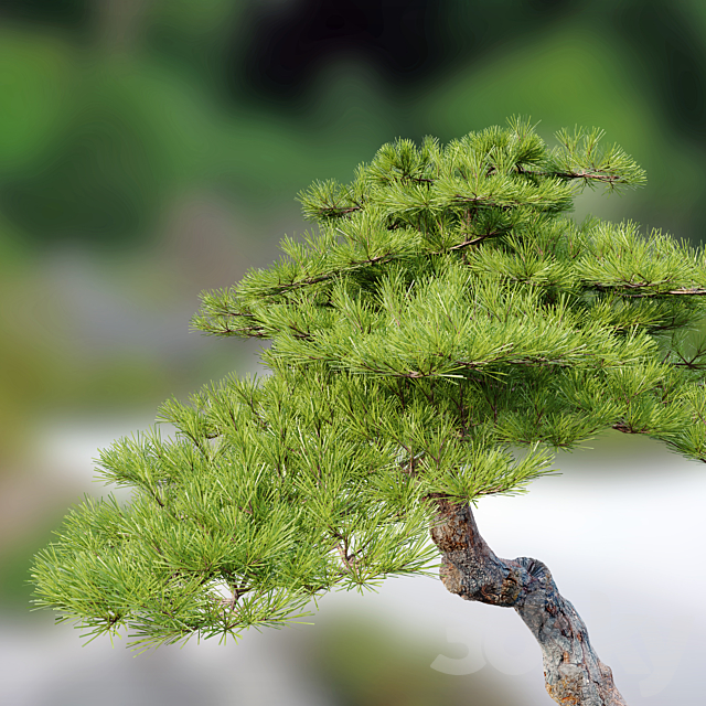 Pinus pentaphylla 3DSMax File - thumbnail 3