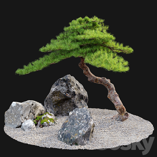 Pinus pentaphylla 3DSMax File - thumbnail 4