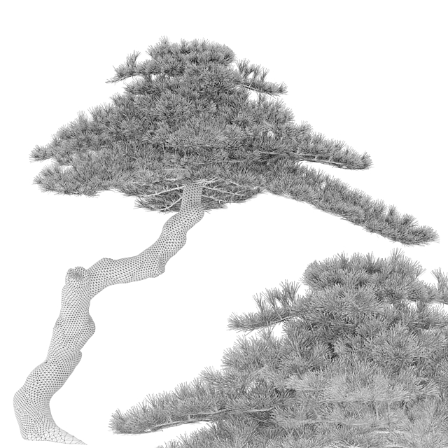 Pinus pentaphylla 3DSMax File - thumbnail 5