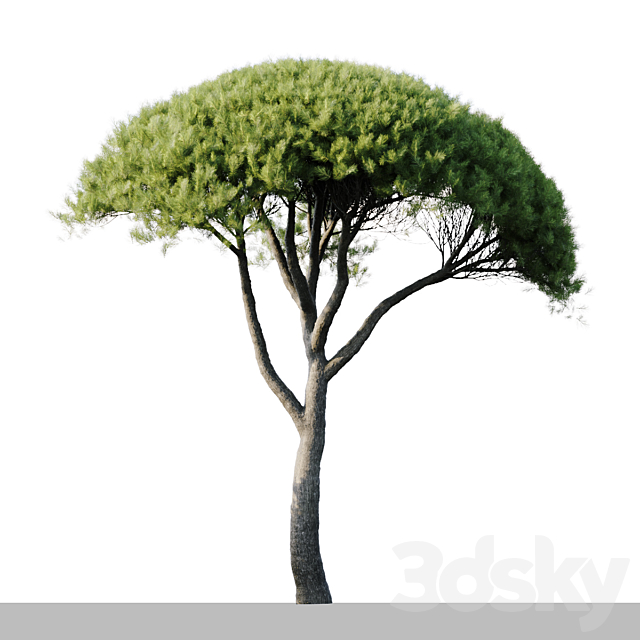 Pinus Pinea 13m and 12m 3DS Max Model - thumbnail 2