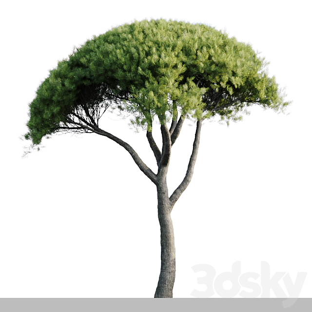 Pinus Pinea 13m and 12m 3DS Max Model - thumbnail 3