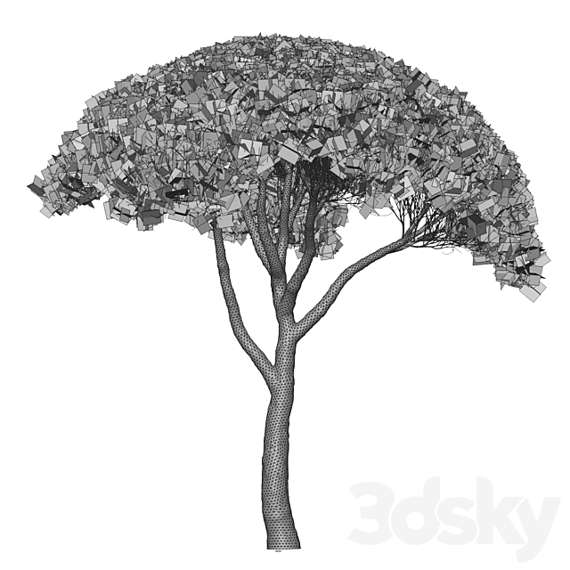 Pinus Pinea 13m and 12m 3DS Max Model - thumbnail 4