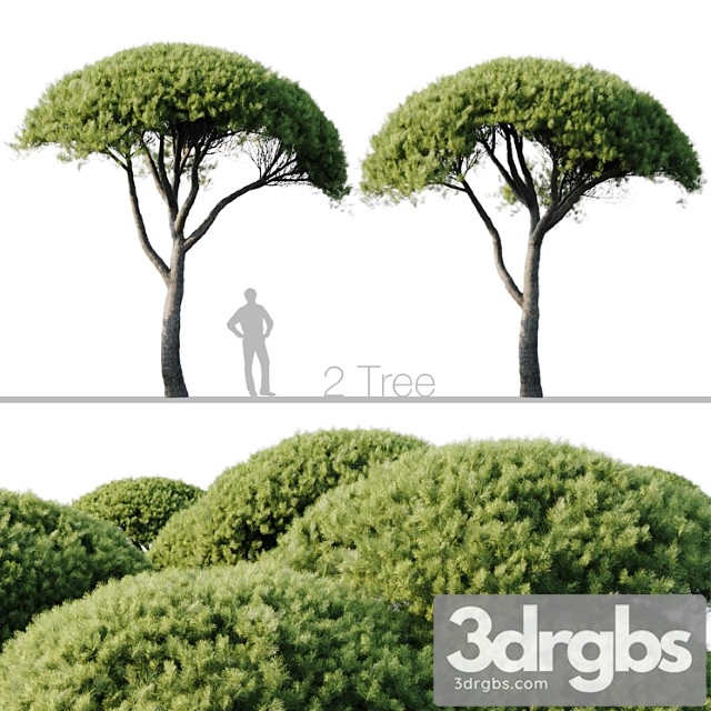 Pinus pinea 13m and 12m - thumbnail 1