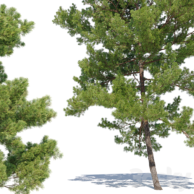 Pinus strobus_2 3DS Max - thumbnail 2