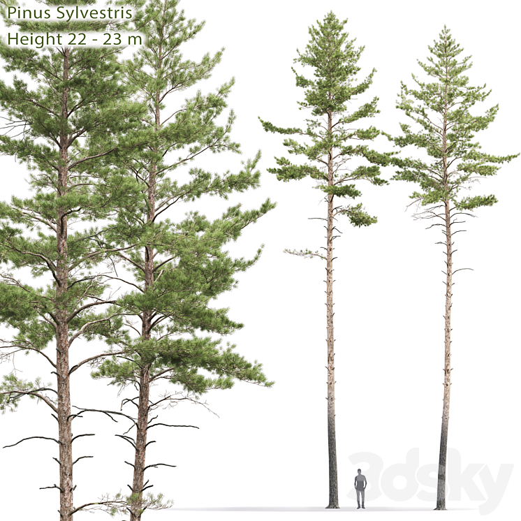 Pinus sylvestris # 10 (22-23m) 3DS Max - thumbnail 1