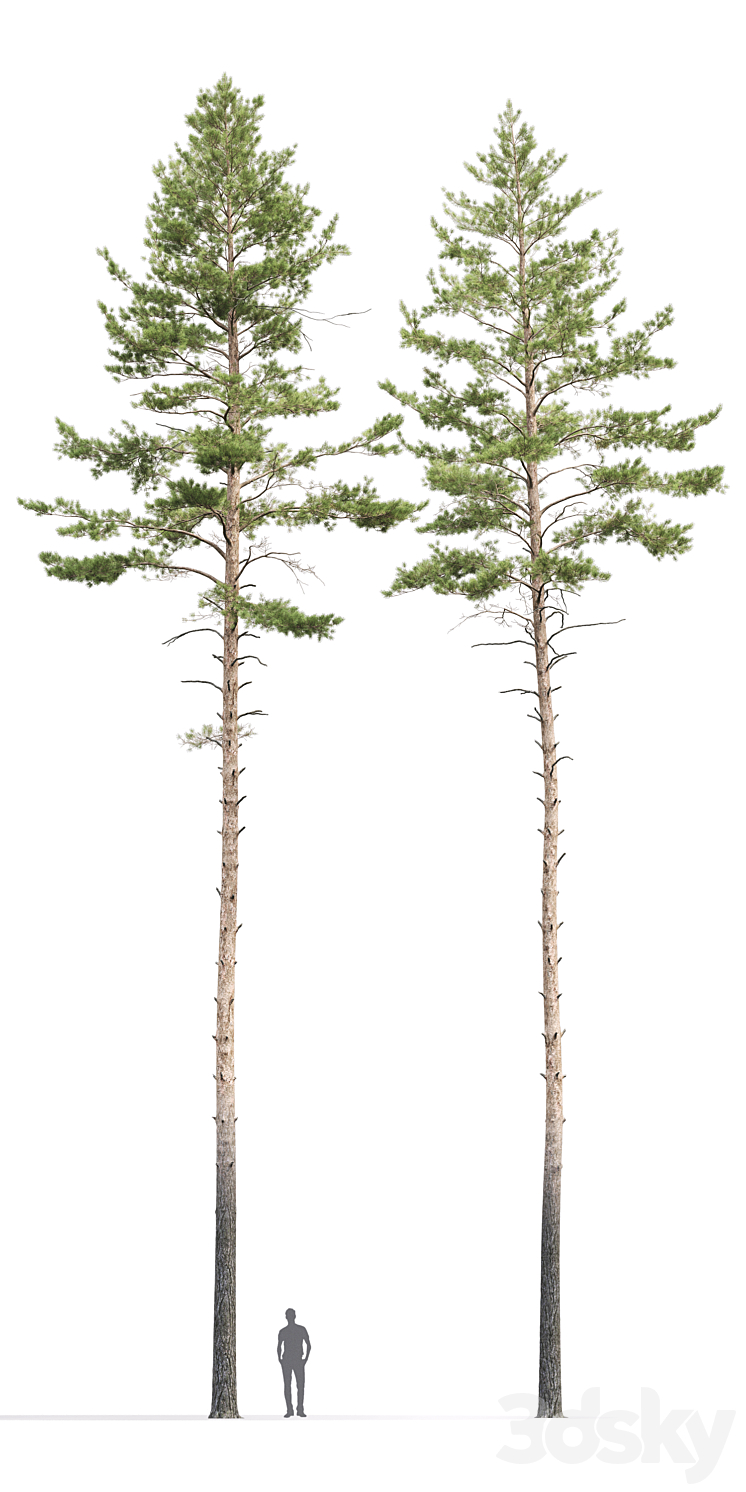 Pinus sylvestris # 10 (22-23m) 3DS Max - thumbnail 2