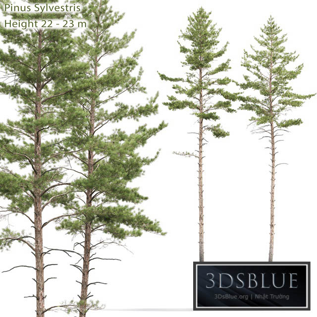 Pinus sylvestris # 10 (22-23m) 3DS Max - thumbnail 3