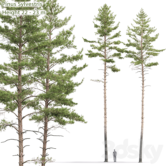 Pinus sylvestris # 10 (22-23m) 3DSMax File - thumbnail 1