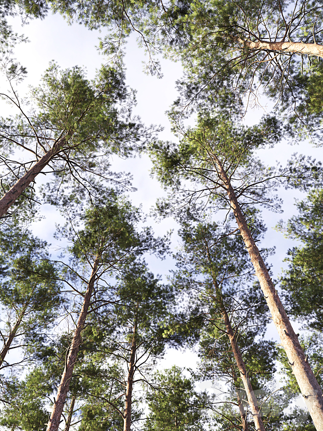 Pinus sylvestris # 10 (22-23m) 3DSMax File - thumbnail 3